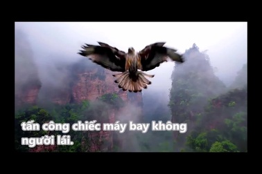 Khoảnh khắc chim cắt hạ gục máy bay không người lái giữa trời