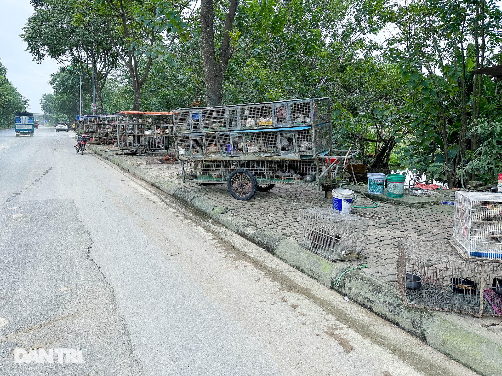 Nghĩa địa chim trời ở Hà Nội - nơi xử tử hàng trăm con chim mỗi ngày - 1 Nghĩa địa chim trời ở Hà Nội - nơi xử tử hàng trăm con chim mỗi ngày - 1