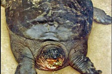 Tìm thấy con rùa khổng lồ, cực hiếm ở Hà Nội?