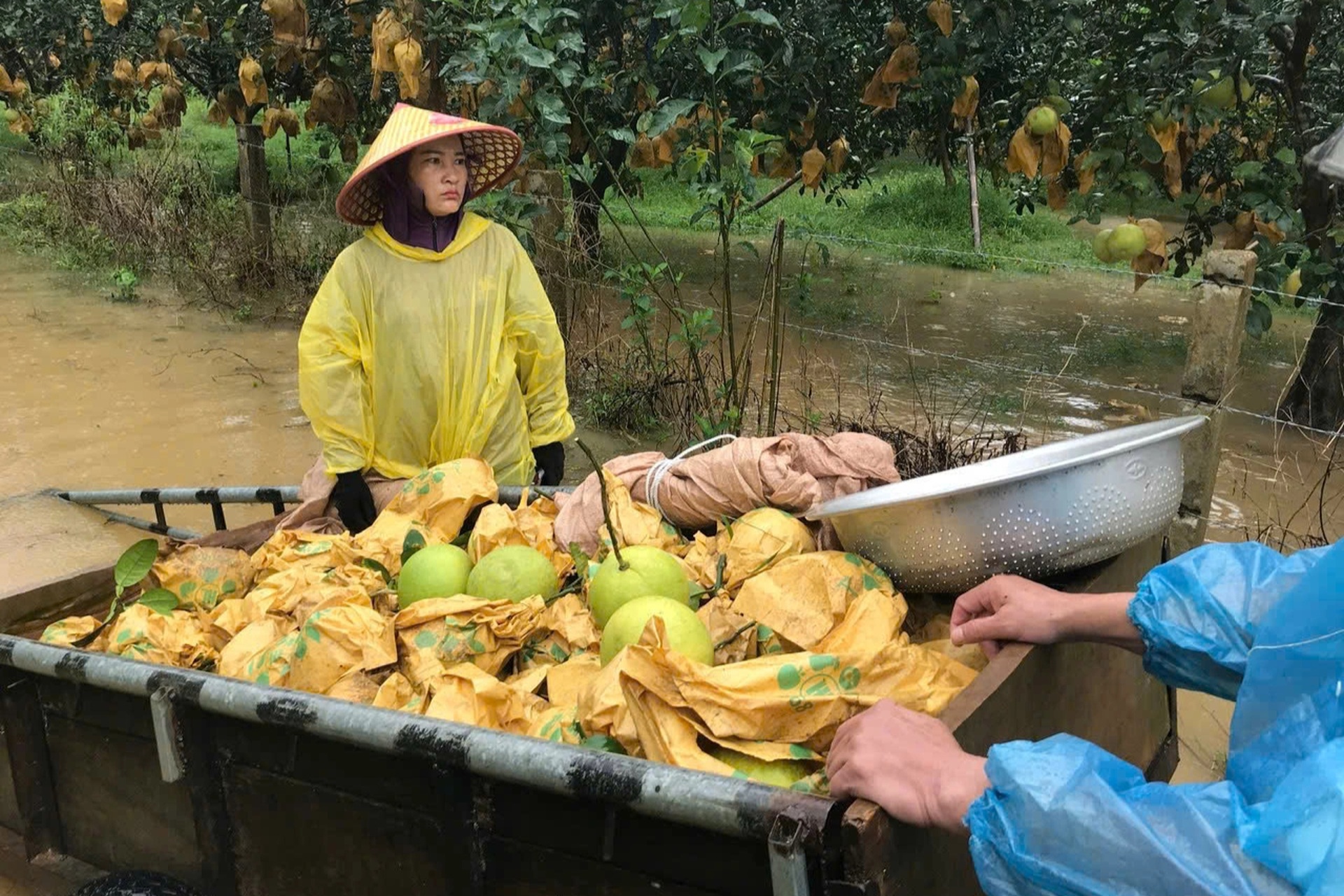 Nông dân đội mưa bão Nongfa thu hoạch đệ nhất danh quả chạy lũ - 2 Nông dân đội mưa bão Nongfa thu hoạch đệ nhất danh quả chạy lũ - 2