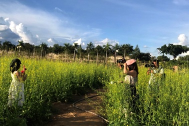 Chuyện lạ Kon Tum: Trồng rau cải làm du lịch, có thêm 20 triệu/tháng