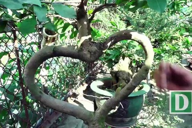 Vườn mai cổ thụ tiền tỷ độc lạ ở Sài Gòn