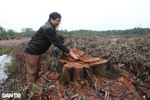 Rừng tràm dân trồng hàng chục năm bất ngờ bị chặt hạ?