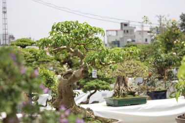 Mê mẩn những kiệt tác bonsai "độc nhất vô nhị" ở Hà Nội