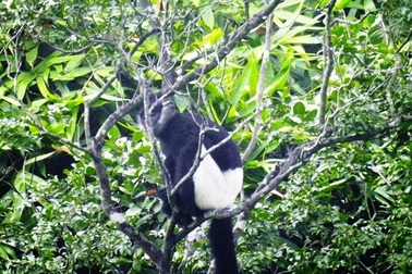 Đàn Voọc mông trắng nguy cấp, quý hiếm đang bị đe dọa