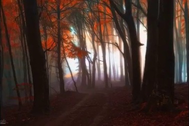 Lạc lối trong những khu rừng đẹp đến ma mị