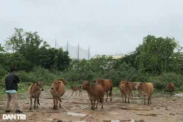 Tìm thấy đàn bò bị kẻ lạ mặt lùa đi trong đêm