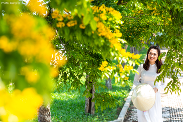 Ngắm hoa sưa nở vàng rực đường phố Tam Kỳ