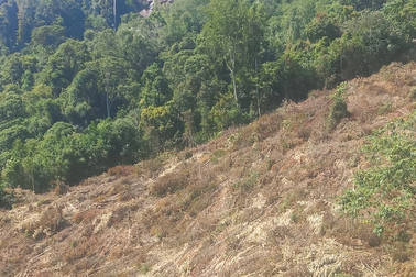 Khởi tố 3 thanh niên rủ nhau "cạo trọc" hơn 14.000m2 rừng