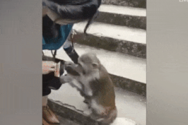 Clip hài hước về chú khỉ lục lọi “giỏi không tưởng”