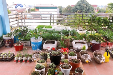 Mẹ đảm vác 2 tạ đất, gom ve chai lên sân thượng làm khu vườn ngập rau trái