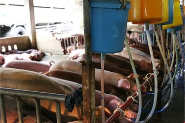 Hàng trăm con heo bị tiêm thuốc ‘có nguy cơ gây ung thư tủy’