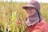 Bà giáo già tạo nên kỳ tích với 108 sào ruộng úng phèn