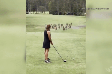 Hài hước cảnh đàn Kangaroo lao vào sân golf, áp sát người chơi
