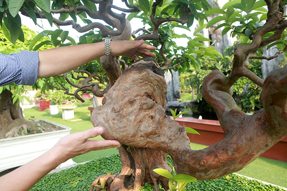 Siêu phẩm ổi có u cục kỳ quái, trả tiền tỷ vẫn không bán - 7 Siêu phẩm ổi có u cục kỳ quái, trả tiền tỷ vẫn không bán - 7