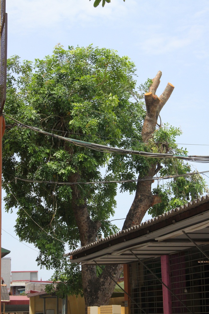 Ngôi trường xanh mướt như 1 khu sinh thái thu nhỏ giữa “thành phố cảng”, nơi thầy trò giữ gìn từng gốc cây, từng tán lá trong sân trường - Ảnh 6. Ngôi trường xanh mướt như 1 khu sinh thái thu nhỏ giữa “thành phố cảng”, nơi thầy trò giữ gìn từng gốc cây, từng tán lá trong sân trường - Ảnh 6.