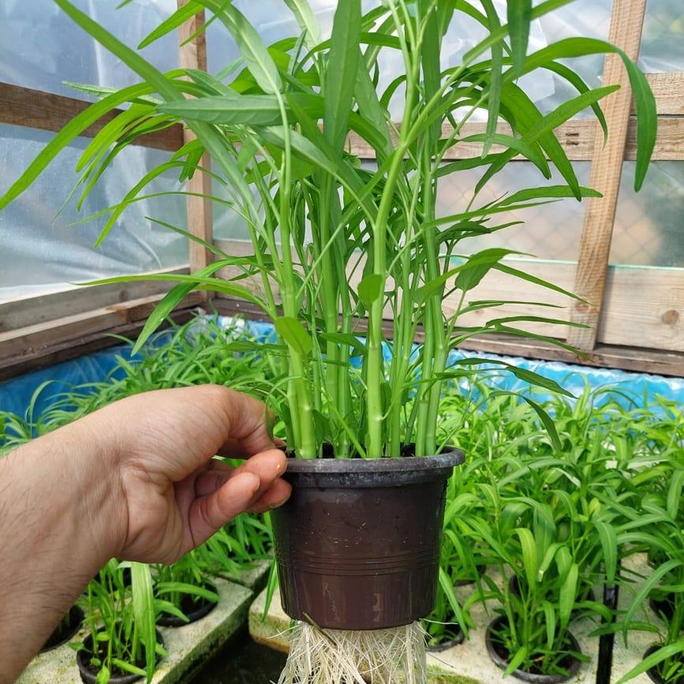 Cải tạo đất toàn sỏi đá, ông bố gốc Việt có vườn toàn trái khủng ở Séc - 7