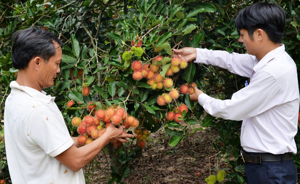 Quảng Ngãi: Tăng cường giải quyết việc làm, giảm số lao động ly hương - 1 Quảng Ngãi: Tăng cường giải quyết việc làm, giảm số lao động ly hương - 1