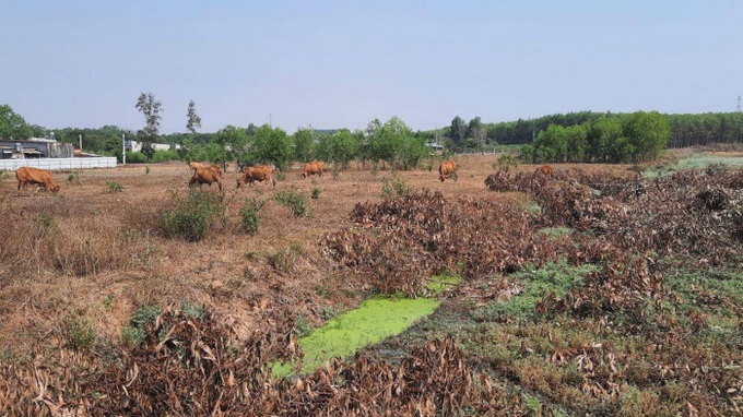 Hiện tại, dự án khu dân cư Bàu Cạn cũng chỉ là bãi đất trống để thả bò.