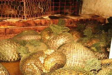 10 cá thể tê tê bị bỏ lại ven đường