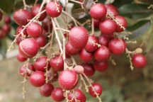 Nhãn tím "độc nhất vô nhị" miền Tây: Nhìn là mê, sờ là thích