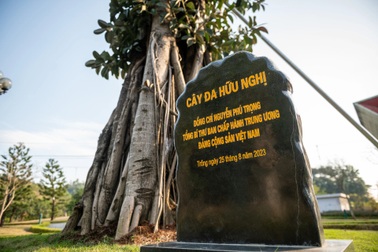 Cây đa đặc biệt trong khuôn viên cửa khẩu Hữu Nghị Việt - Trung