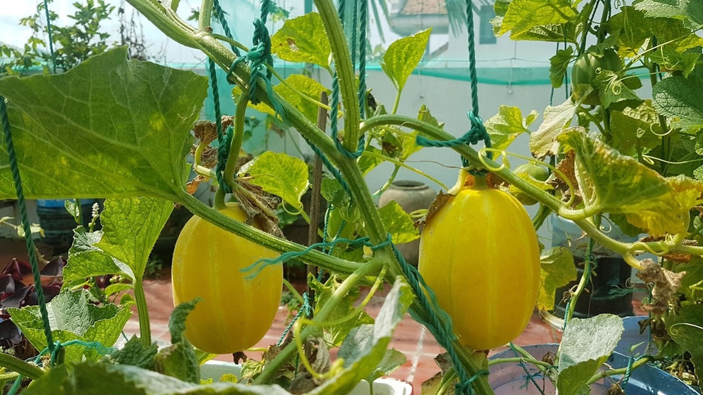 Nhóm bạn rủ nhau làm vườn sân thượng nhiều giống lạ, thu hoạch mỏi tay - 6