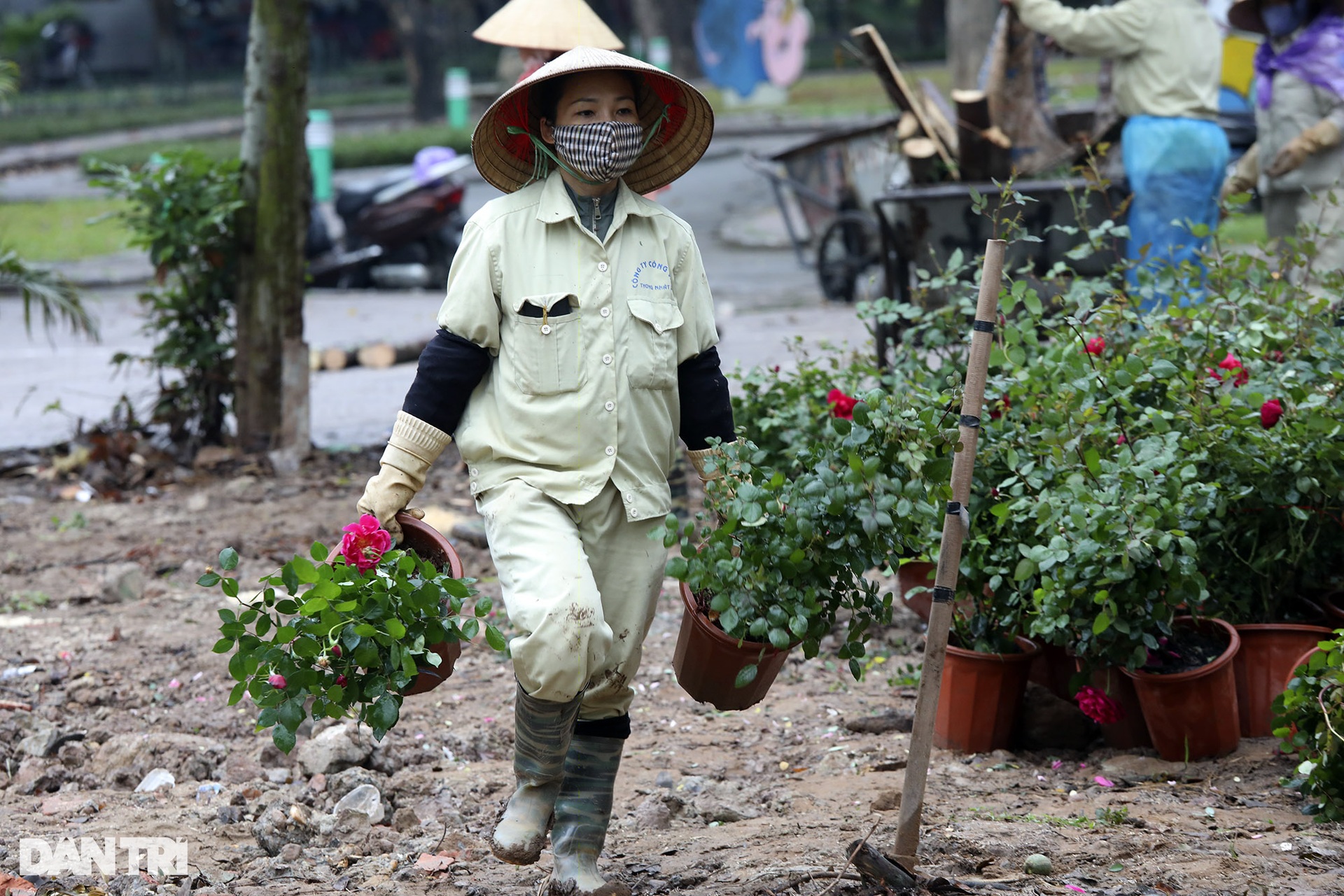 Thay 10.000 cây hoa hồng vào vị trí hàng rào vừa phá ở Công viên Thống Nhất - 2 Thay 10.000 cây hoa hồng vào vị trí hàng rào vừa phá ở Công viên Thống Nhất - 2