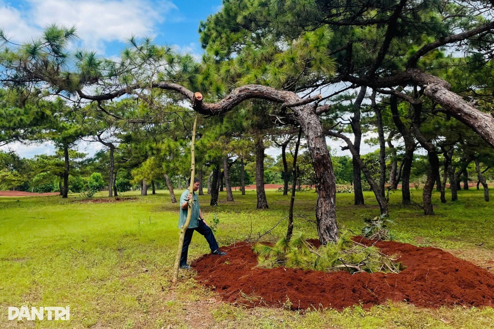 Tỉnh Gia Lai chỉ đạo siết chặt bảo vệ “báu vật xanh” trước nạn đào trộm - 1 Tỉnh Gia Lai chỉ đạo siết chặt bảo vệ “báu vật xanh” trước nạn đào trộm