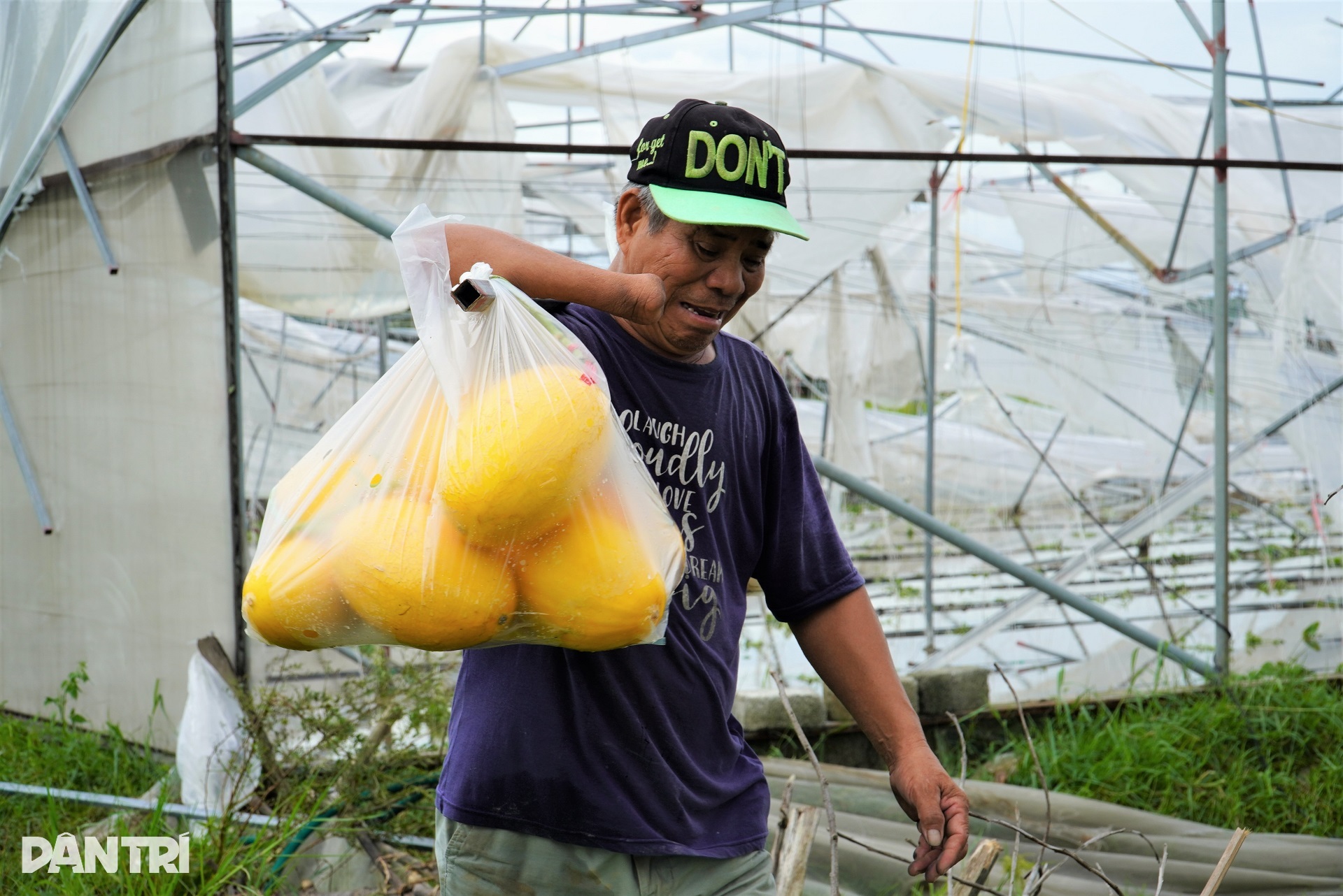 Nhà màng tiền tỷ bị bão Kajiki quật đổ, dân làng lội nước giúp chủ vớt dưa - 7