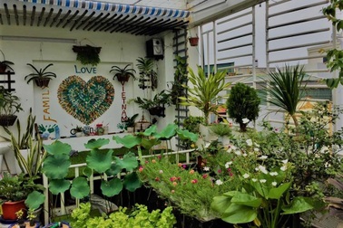 Người đàn ông Hà Nội "phủ xanh" sân thượng với khu vườn rau, trái sai trĩu