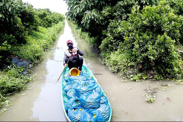Hạnh là cây gì mà chỉ trồng 5ha, hái 1 tấn trái/ngày, lời 1 tỷ đồng/năm?