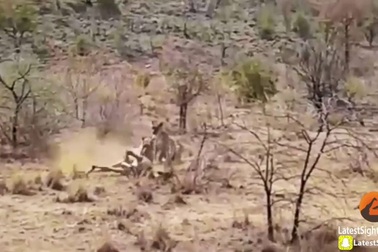 Hươu cao cổ mẹ liều mình chống lại sư tử để bảo vệ con