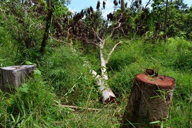 Sẽ xử lý các cán bộ để mất rừng tại VQG Yok Đôn