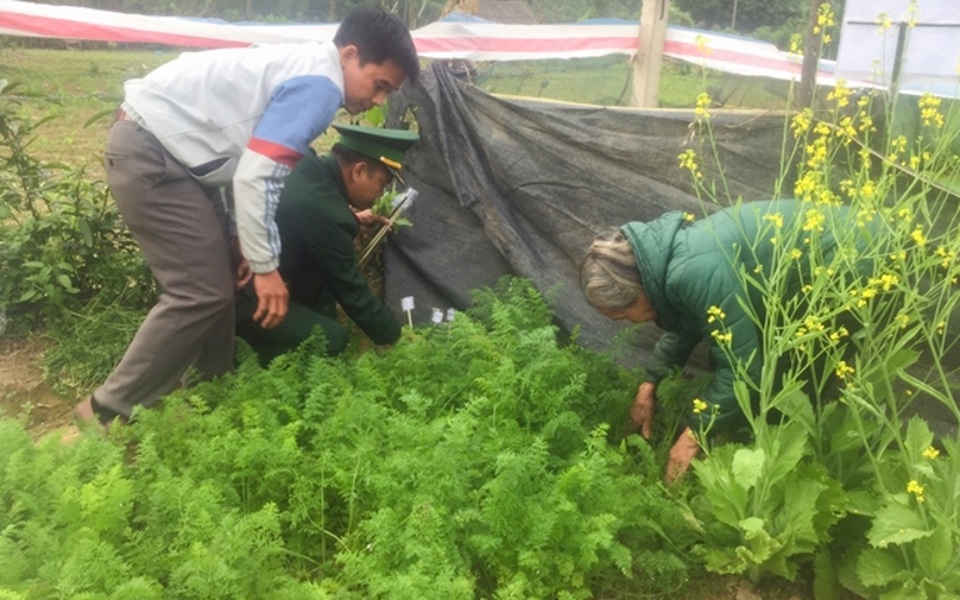Trồng cây thuốc phiện trong vườn nhà để... nấu canh ăn hàng ngày - 1 Trồng cây thuốc phiện trong vườn nhà để... nấu canh ăn hàng ngày - 1