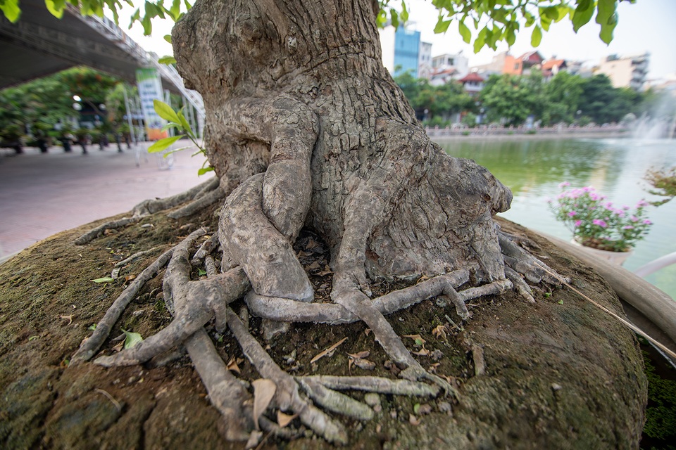Chiêm ngưỡng cây lộc vừng 5 thân ngũ phúc khiến đại gia phát sốt - 6 Chiêm ngưỡng cây lộc vừng 5 thân ngũ phúc khiến đại gia phát sốt - 6