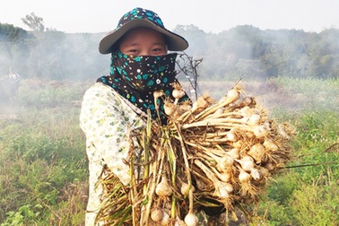 Trồng cây bản địa, nông dân xã miền thượng có nguồn thu cả tỷ đồng