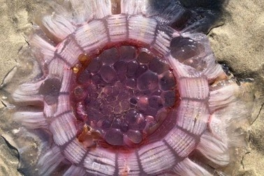 Tranh cãi: Sứa khổng lồ hay sinh vật ngoài hành tinh?