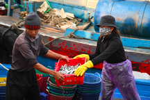 Ngư dân kiếm 3 triệu đồng chỉ sau một đêm ra khơi đánh cá cơm