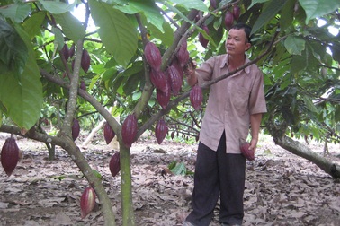 CIC với tham vọng dẫn dắt ngành hàng ca cao Việt Nam