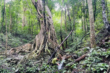 Sáu cây đa gần 300 tuổi, có dáng kỳ quái được công nhận Cây Di sản Việt Nam