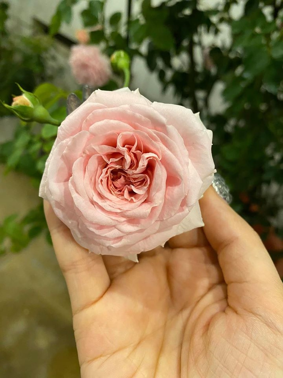 Mê mẩn khu vườn ngập tràn hoa lá của Khánh Thi, Duy Nam, Mai Ngọc - 14 Mê mẩn khu vườn ngập tràn hoa lá của Khánh Thi, Duy Nam, Mai Ngọc - 14