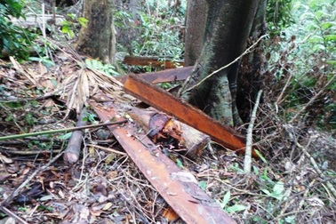 Chủ tịch xã mạo chữ ký, nhận tiền bảo vệ rừng để chi việc riêng