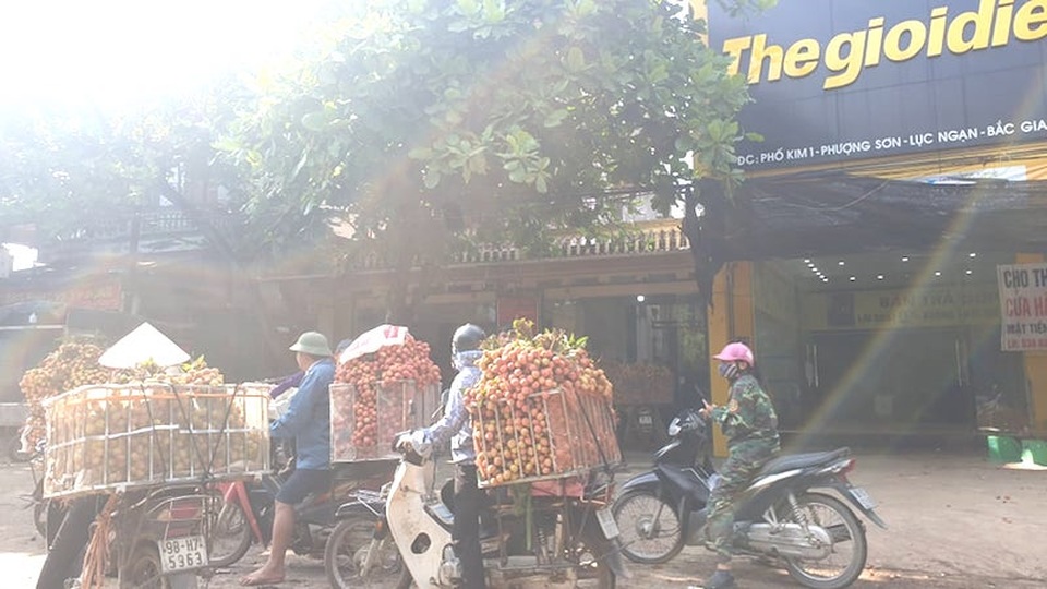Hút chết trong cuộc “đánh vật” vượt quốc lộ 31 vào thủ phủ vải thiều - 2 Hút chết trong cuộc “đánh vật” vượt quốc lộ 31 vào thủ phủ vải thiều - 2