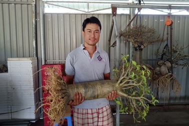 Độc lạ cây sứ “chân dài”… không đụng hàng ở xứ hoa