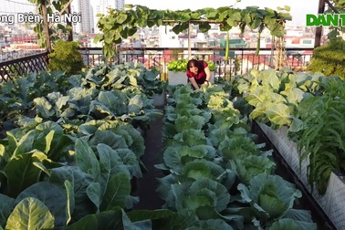 Khu vườn sum suê 100m2 trên tầng 7 của vợ chồng bà giáo Hà Nội về hưu