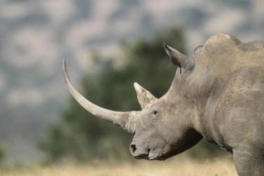 Thế giới chỉ còn lại 4 con tê giác trắng phương Bắc quý hiếm