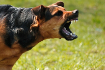 Sang nhà hàng xóm chơi, bé 3 tuổi bị chó cắn tổn thương nặng vùng mặt