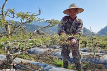 Lão nông Lào Cai trồng cây lạ, là hoa đẹp nhất trong "thập đại danh hoa"