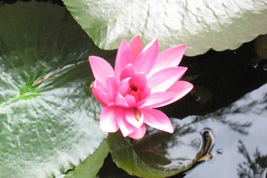 Nét đẹp Hoa Súng